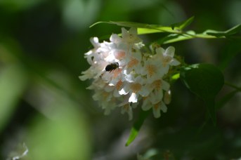 Osmia bicornis femmina su Kolkwitzia amabilis