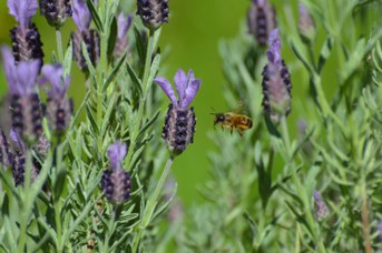 Osmia bicornis femmina su Lavandula stoechas