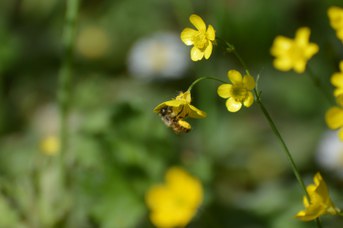 Osmia bicornis femmina su Ranunculus sp.