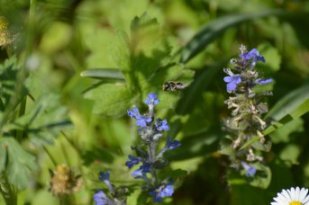 Osmia caerulescens femmina su Ajuga reptans