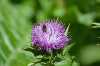 Osmia latreillei maschio su Sylbum marianum