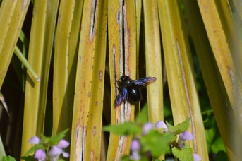 Xylocopa violacea maschio posata