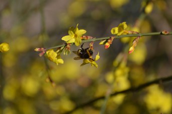 Bombus terrestris maschio su Jasminum nudiflorum