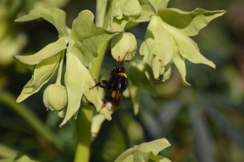 Bombus terrestris regina su Helleborus foetidus