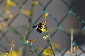 Xylocopa violacea maschio su jasminum nudiflorum