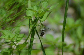 Amegilla albigena femmina su Salpichroa origanifolia