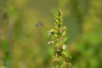 Amegilla albigena femmina su Teucrium flavum