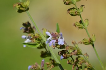 Amegilla albigena maschio su Salvia officinalis