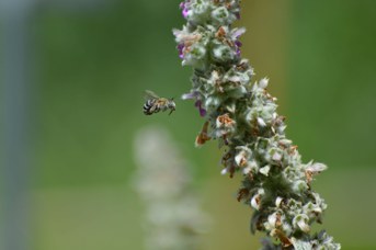 Amegilla sp. femmina su Stachys bizantina