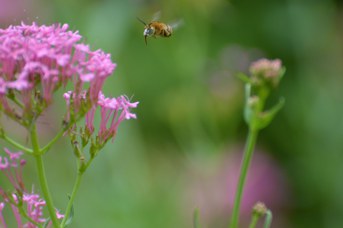 Amegilla garrula maschio su Centranthus ruber