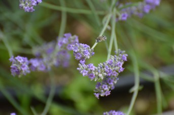 Amegilla sp. maschio su Lavandula angustifolia