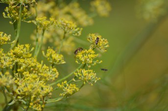 Andrena limbata su Foeniculum vulgare