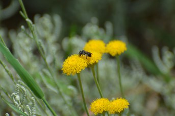 Andrena sp. femmina su Santolina sp.