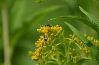 Andrena sp. maschio su Solidago gigantea