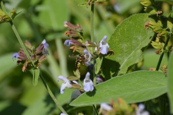 Anthidium florentinum femmina su Salvia officinalis