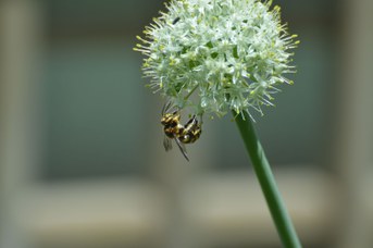 Anthidium florentinum maschio su Allium cepa