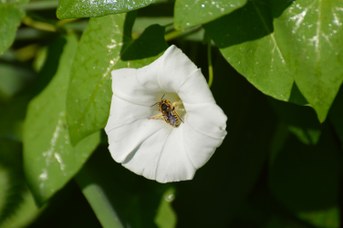 Anthidium florentinum maschio su Calystegia saepium