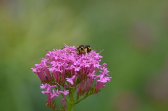 Anthidium florentinum maschio su Centranthus ruber
