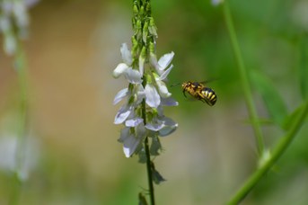 Anthidium florentinum maschio su Galega officinalis