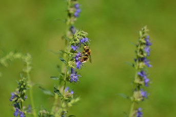 Anthidium florentinum maschio su Hyssopus officinalis