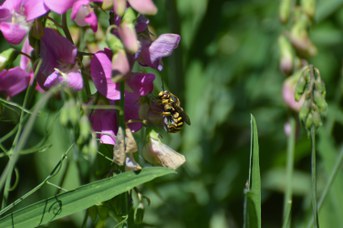Anthidium florentinum maschio su Lathyrus latifolius