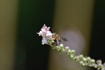 Anthidium florentinum maschio su Linaria purpurea