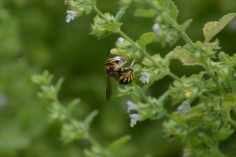 Anthidium florentinum maschio su Melissa officinalis
