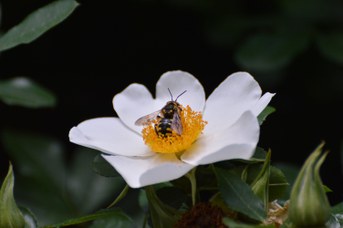 Anthidium florentinum maschio su Rosa canina