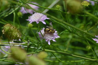 Anthidium florentinum maschio su Scabiosa atropurpurea
