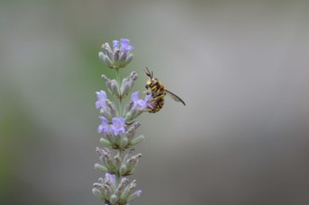 Anthidium florentinum su Lavandula angustifolia