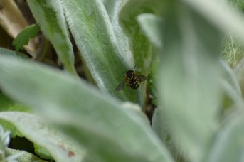 Anthidium loti femmina raccoglie lanugine su Stachys bizantina