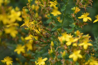 Anthidium loti femmina su Hypericum perforatum
