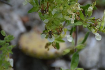 Anthidium loti femmina su Teucrium flavum