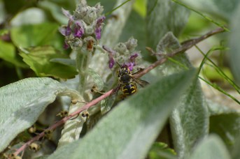 Anthidium manicatum maschio su Stachys bizantina