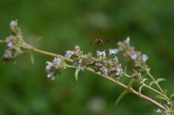 Anthidium oblongatum femmina su Nepeta cataria