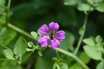 Anthidium sp. femmina su Geranium sp.