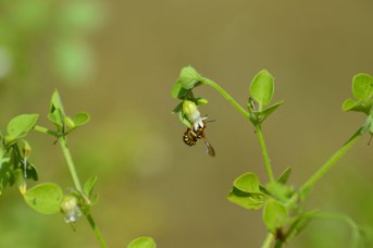 Anthidium sp. femmina su Salpichroa origanifolia