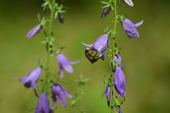Anthidium sp. maschio su Campanula rapunculoides