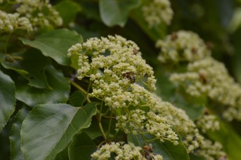 Anthidium sp. su Hovenia dulcis