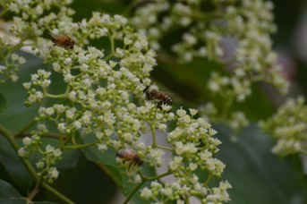 Apis mellifera su Hovenia dulcis