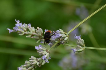 Bombus lapidarius maschio su Lavandula angustifolia