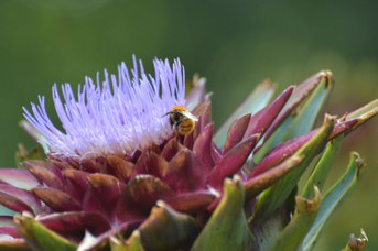 Bombus pascuorum operaia su Cynara cardunculus