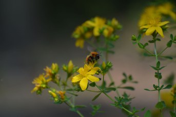 Bombus pascuorum operaia su Hypericum perforatum