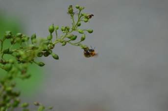 Bombus pascuorum operaia su Scrophularia nodosa