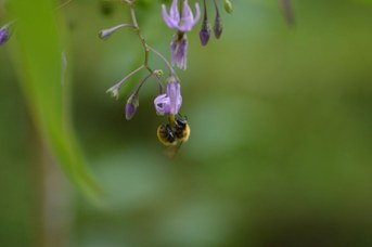 Bombus pascuorum operaia su Solanum dulcamara