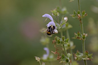 Bombus terrestris maschio su Salvia sclarea