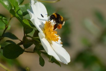 Bombus terrestris operaia con polline su Rosa sempervirens