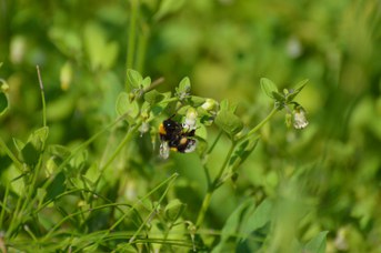 Bombus terrestris operaia con polline su Salpichroa origanifolia