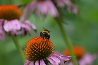 Bombus terrestris operaia su Echinacea purpurea