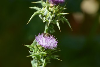 Halictus scabiosae femmina su Sylibum marianum